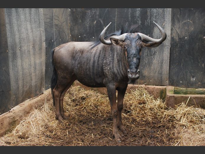 BLUE WILDEBEEST | EXCLUSIVE VET