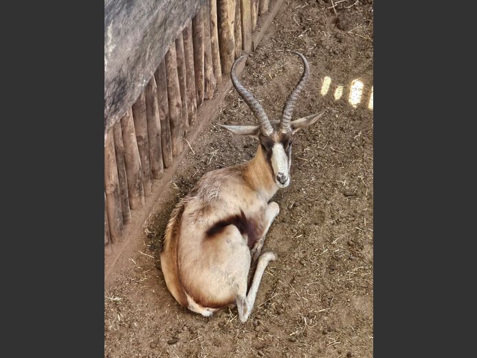 COPPER SPRINGBUCK | PRINS GAME