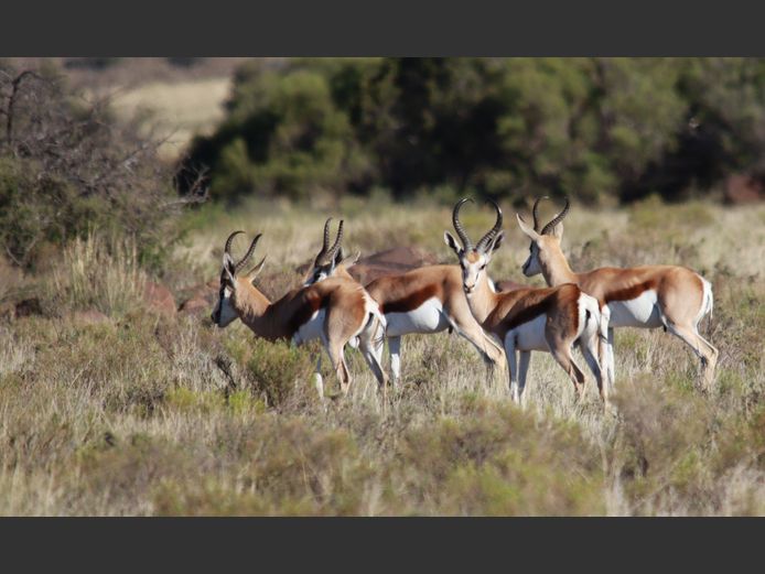 Kalahari Springbok | Tuinplaas Wild (A Marais)