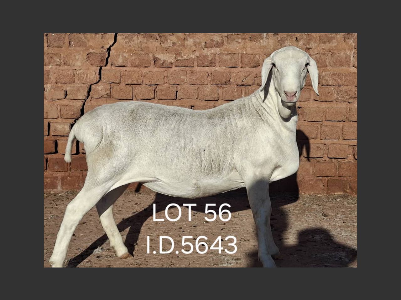 images