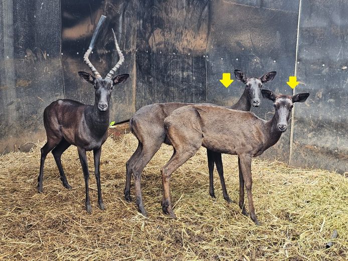 BLACK IMPALA | SAVANNA