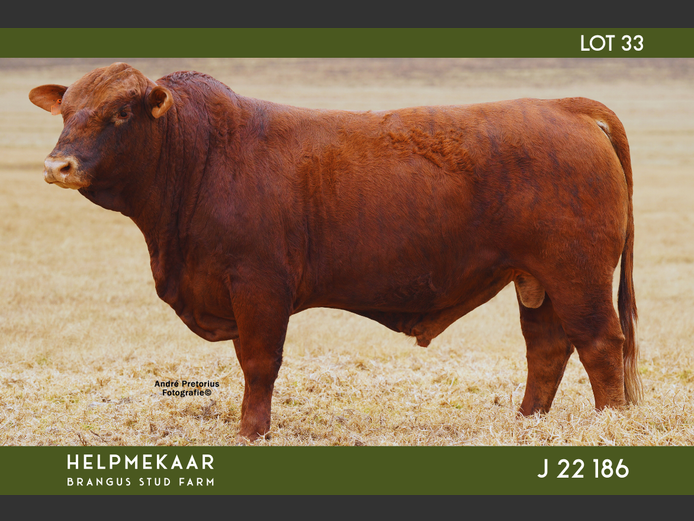 J22186 | CAMPHER, DR. EJ