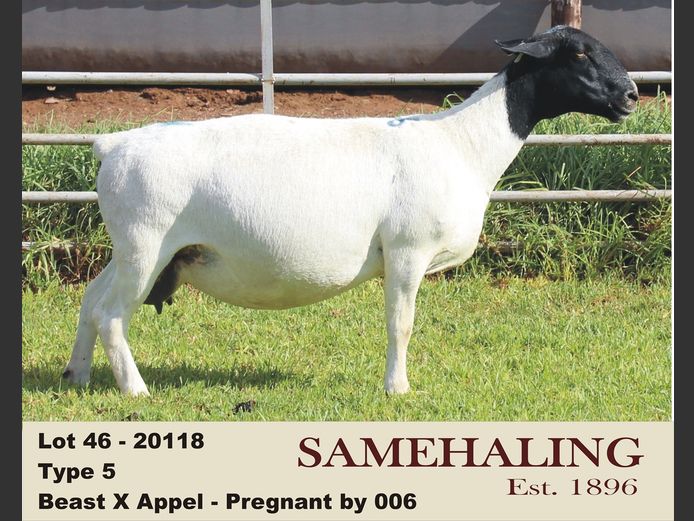 20118-330 | SAMEHALING DORPERS