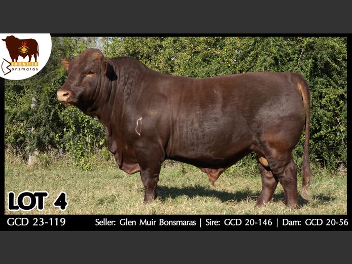 GCD 230119 | GLEN MUIR BONSMARAS