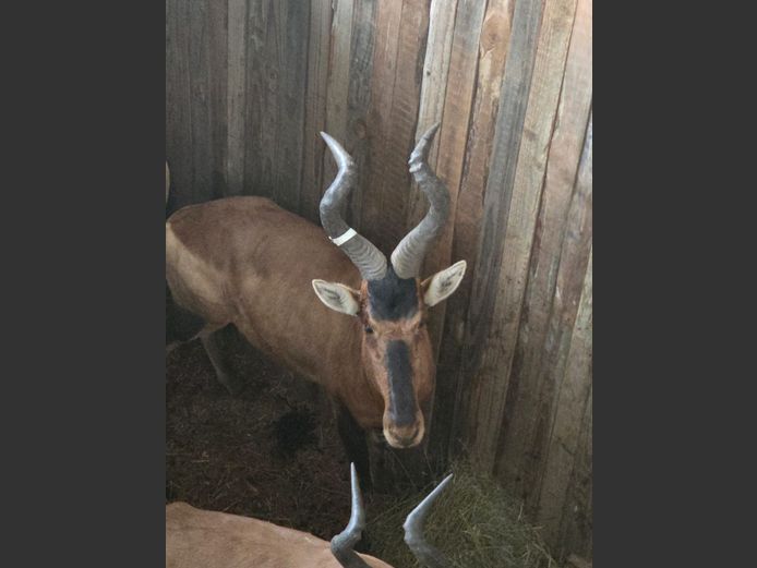 Red Hartebeest