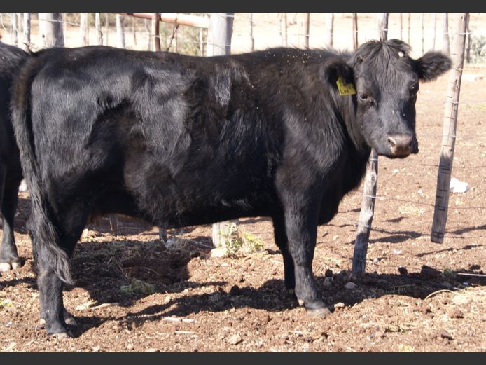 23-0009DDS | DANE DEXTER STUD