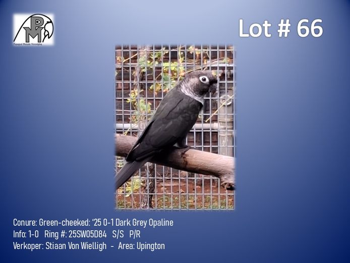 0-1 '25 Conure: Green-cheeked: Dark Grey Opaline - Stiaan Von Wielligh