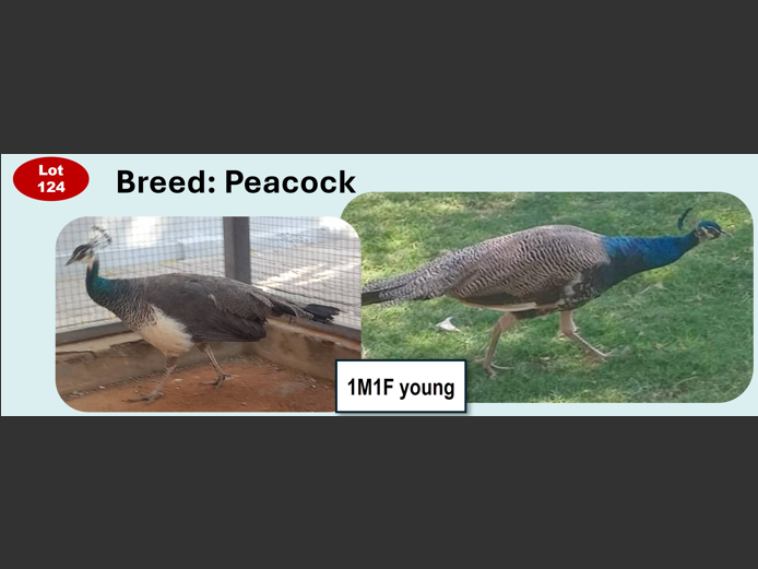 PEACOCK| ANNUAL MYTILUS AND ELOFF