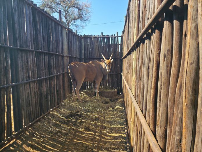 ELAND | HANLEY