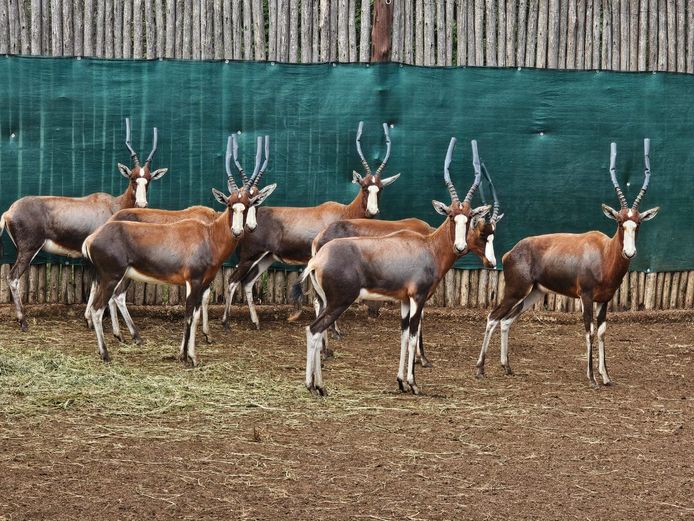 BLESBUCK | HS BODEMER