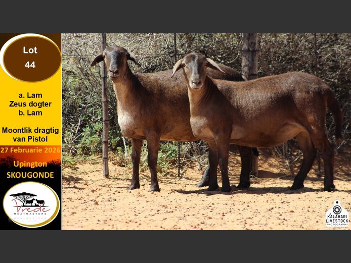 PS 44A | Peter & Christia Scholtz - Vrede Meatmasters