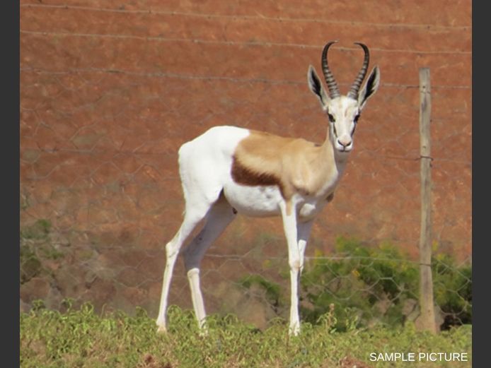 KING SPRINGBUCK | GOLDEN GAME WILDLIFE