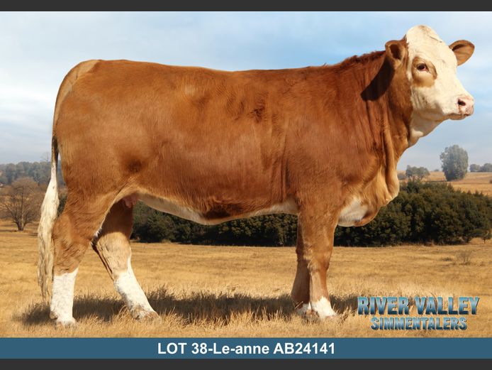 AB24141 | PA ABRAHAMSE