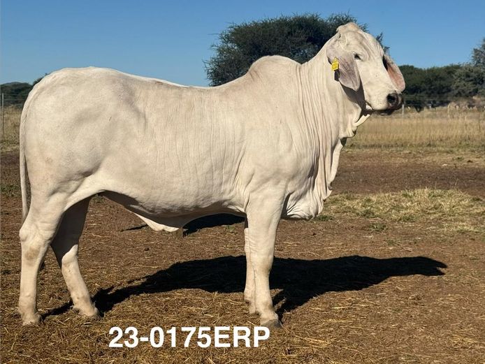 23-0175ERP | HARROBI BRAHMAN