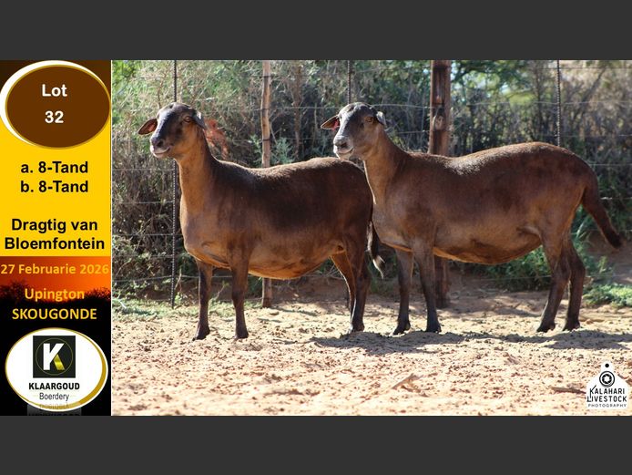 CP 32A | Chris Potgieter & Christia Scholtz - Klaargoud Boerdery