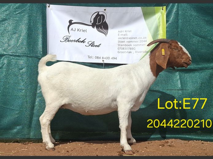 22210 | Grootvlak Boerbokke