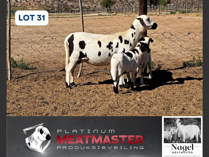 NM24 3015 | Hein Nagel - Nagel Meatmasters, Ladismith WK