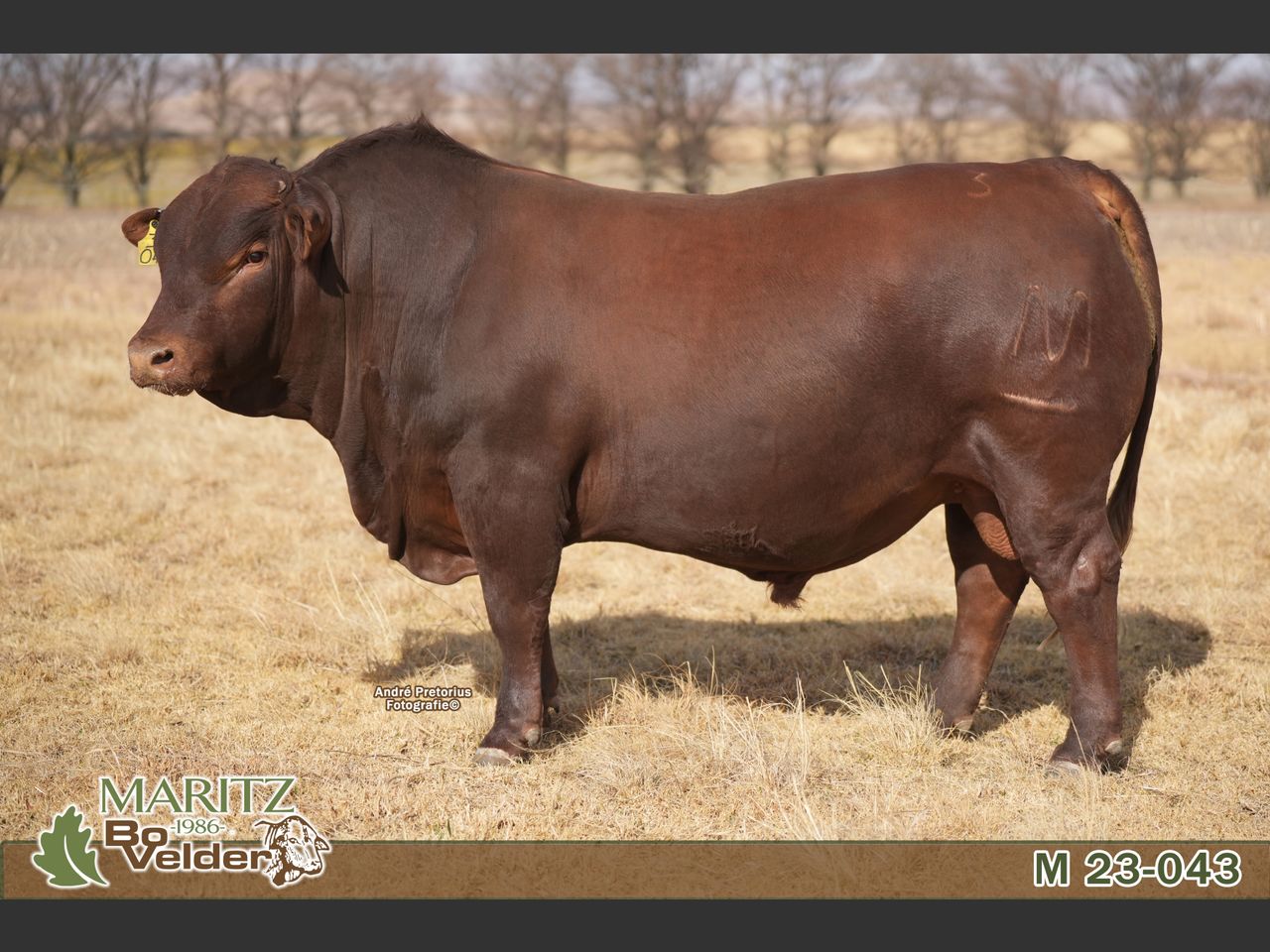 images