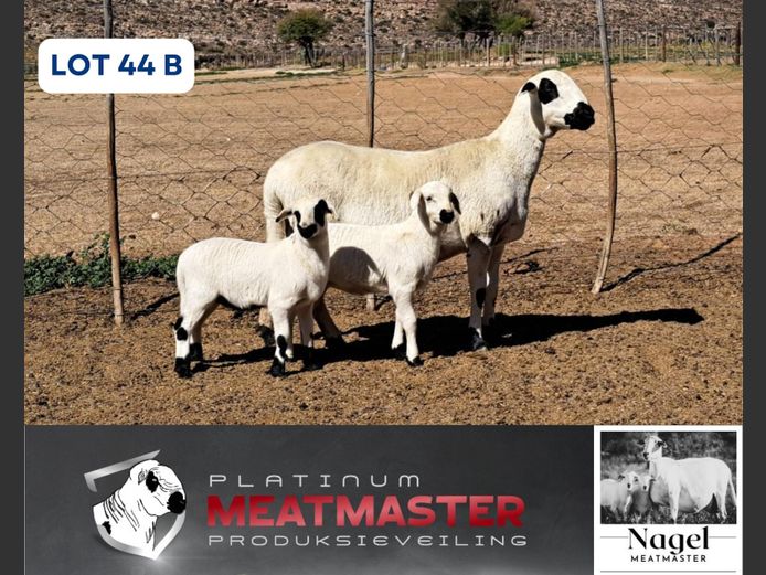 NM24 3143 | Hein Nagel - Nagel Meatmasters, Ladismith WK
