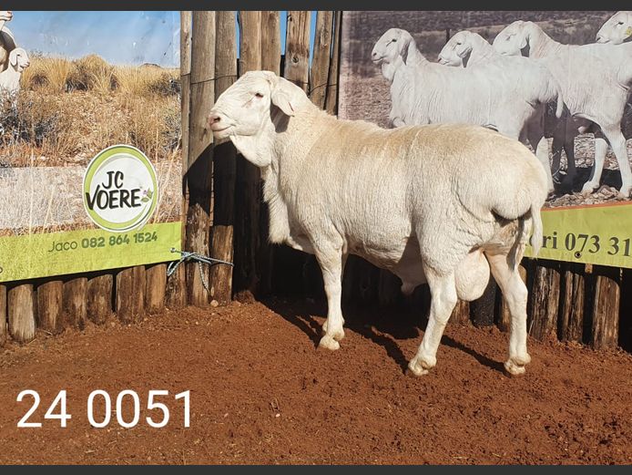 24 051 | Johan Stadler