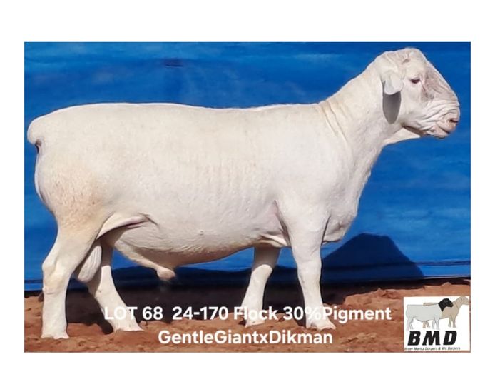 24-170  | BROER MARITZ DORPERS