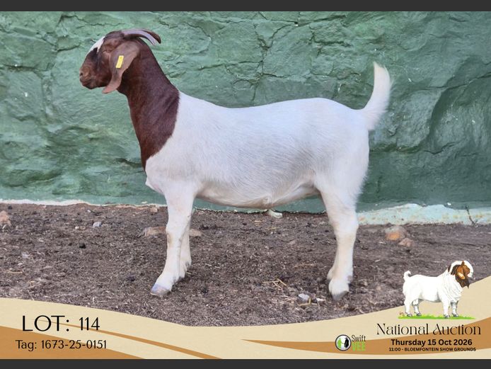 1673-25-0151 | Tekoa Stoet