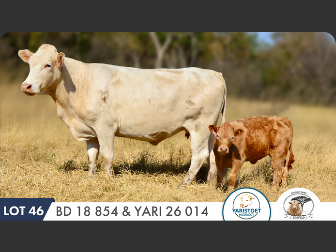 BD180854 HH | YARI STUD
