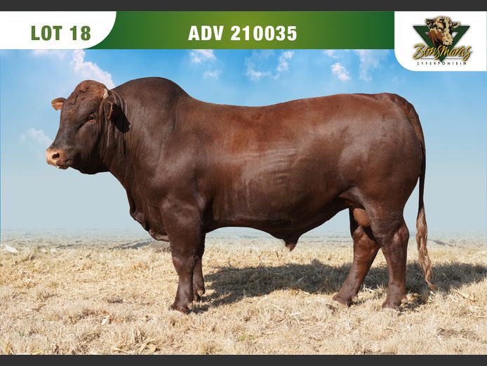 ADV 210035 | SYFERFONTEIN BOERDERY