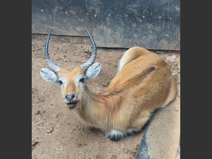 LECHWE | MORGAN FARMSTEAD