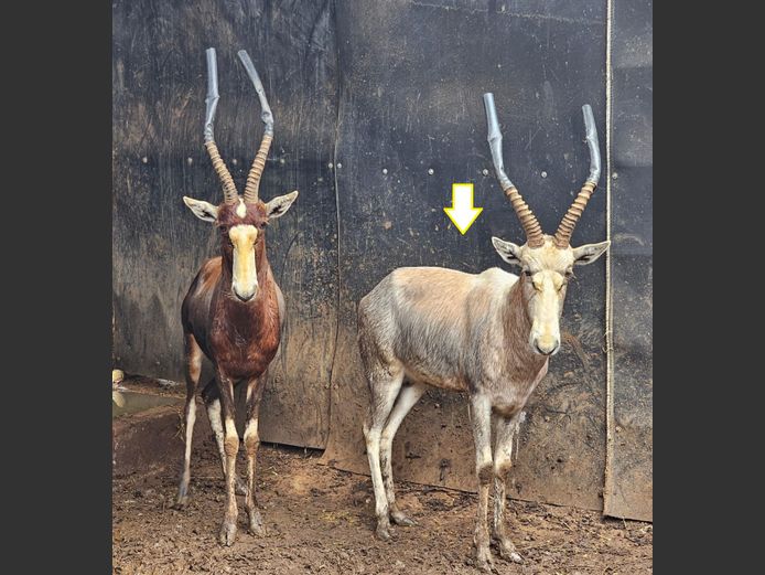 WIT BLESBOK | NONYA SAFARIS