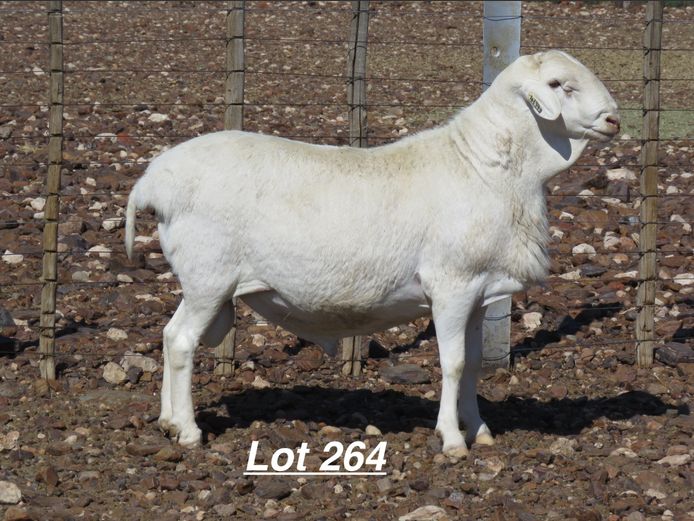 4194 | Louis van Rensburg