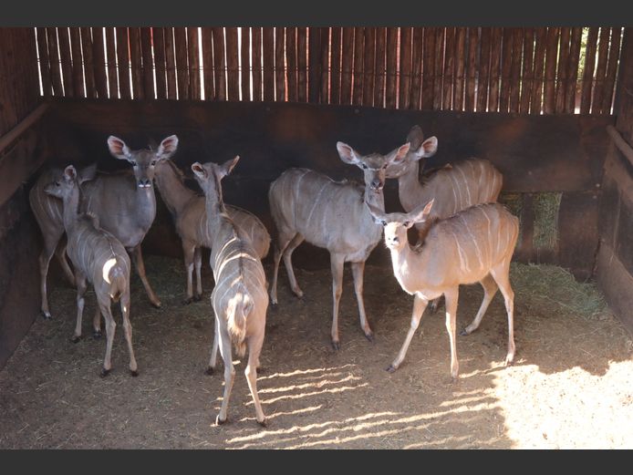 Koedoes