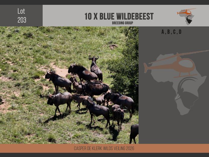 Blue Wildebeest