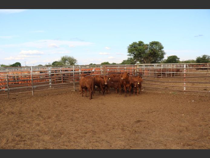 Commercial Animals | H du Preez