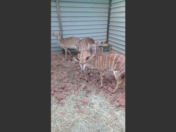 NYALA (no vat) | BUFFELSPOORT