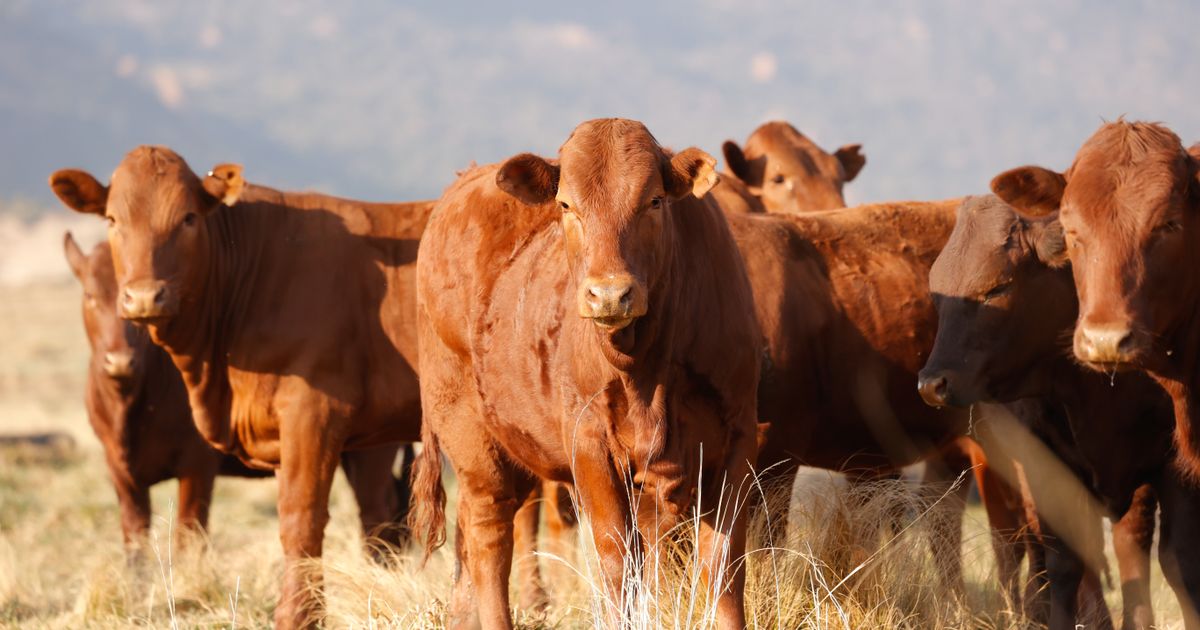 Lot 49 | PRESTIGE AANTEELVEILING | SwiftVEE | South Africa’s Leading ...