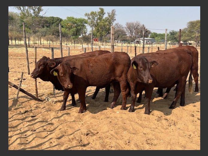 COMMERCIAL HEIFERS | A JOOSTE