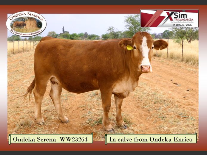 WW23264 | ONDEKA SIMBRA