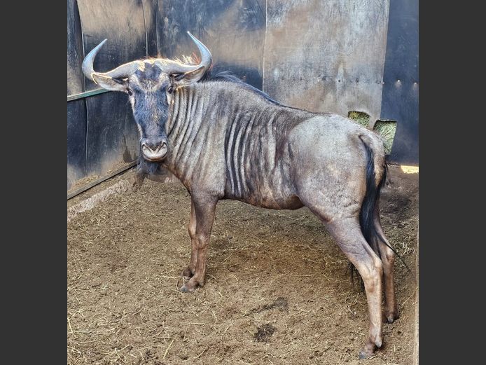 BLUE WILDEBEEST | NONYA SAFARIS