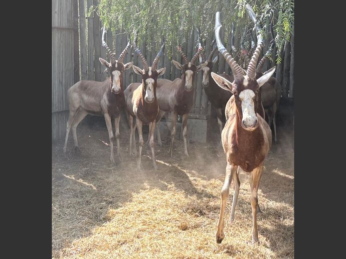 Geel Blesbok Ram
