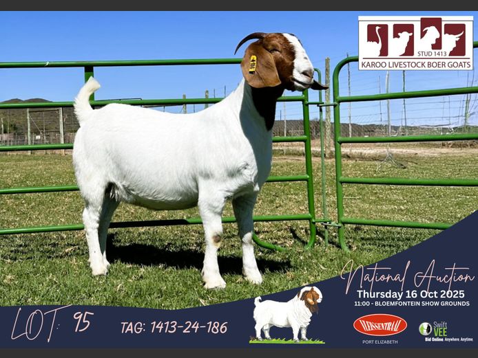 1413-24-186 | Gerrie Ferreira (Karoo Livestock Stud)