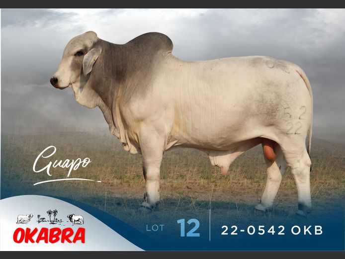 22-0542 OKB | OKABRA BRAHMANS