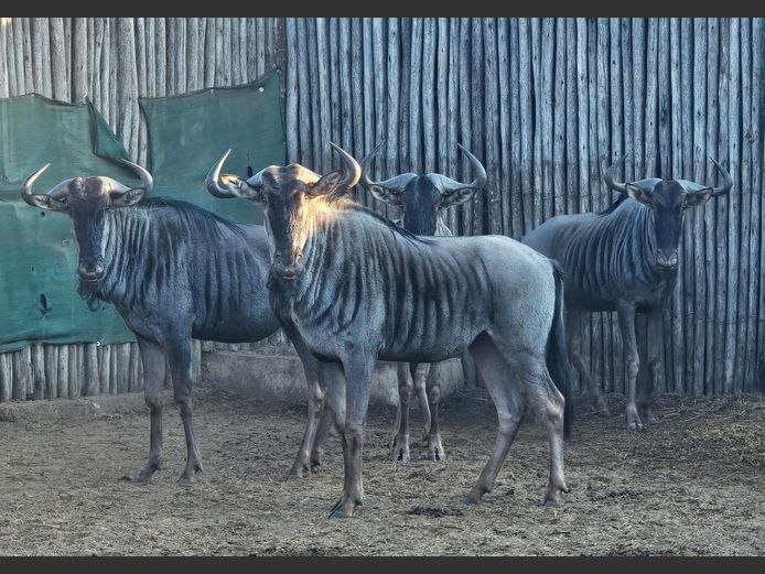 BLOUWILDEBEES | NYLSVLEI