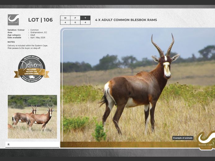 Blesbok - Common | Woody Cape Wildlife (Pty) Ltd