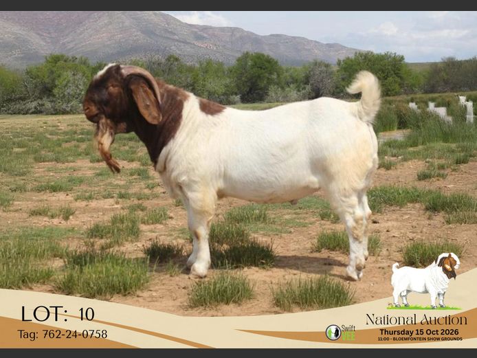 762-24-0758 | Dieniedouw Boerbok Stoet