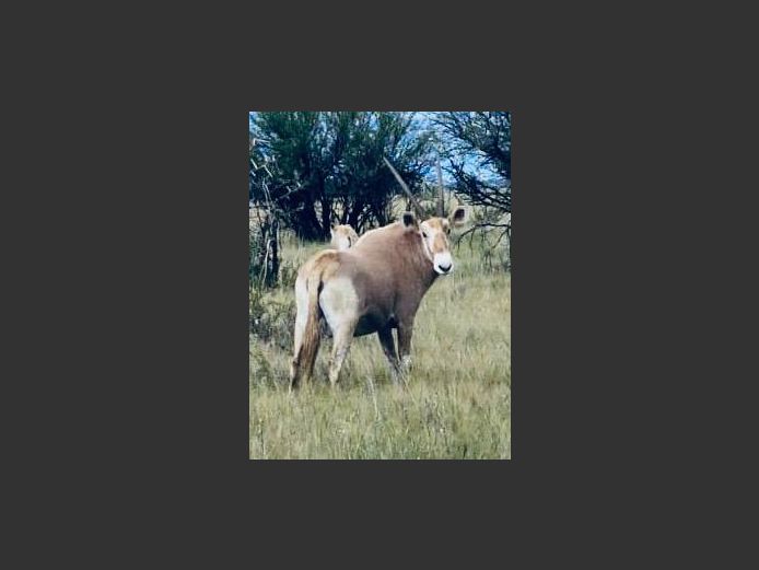Goue Gemsbok Bul