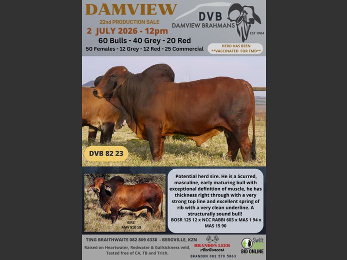 DAMVIEW BRAHMANS BULL SALE 