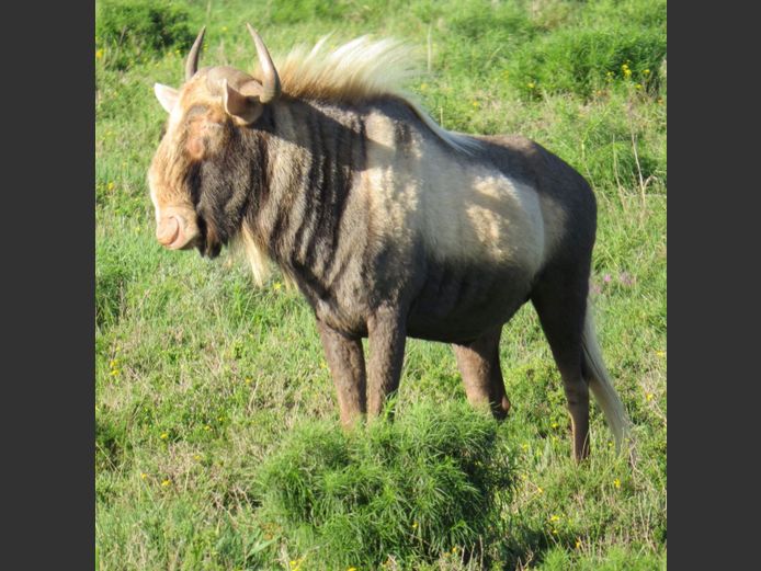 King Wildebeest Bull (Niknaks) | PJ Snyman