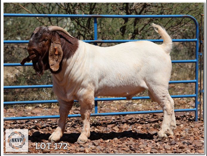 1885 24 0036 | LOUIS J VAN RENSBURG