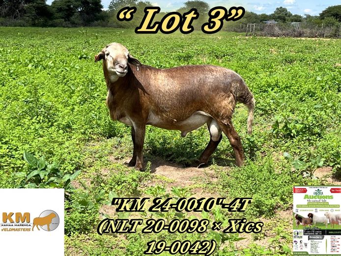 KM24-0010 | KAMAA MARENGA VELDMASTERS 